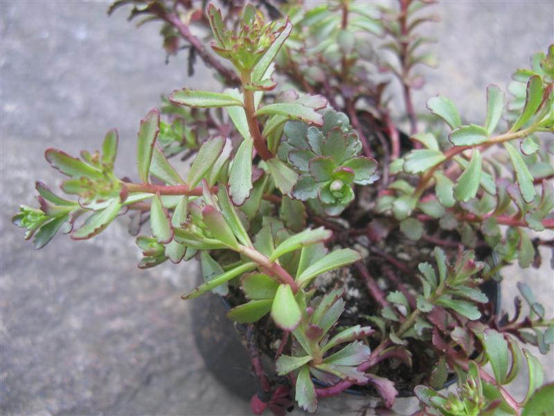 Sedum floriferum 