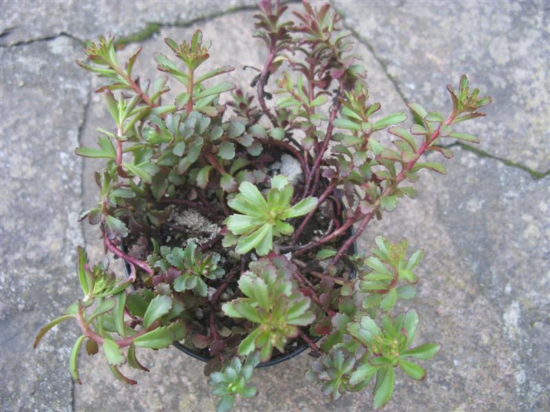 Sedum floriferum 