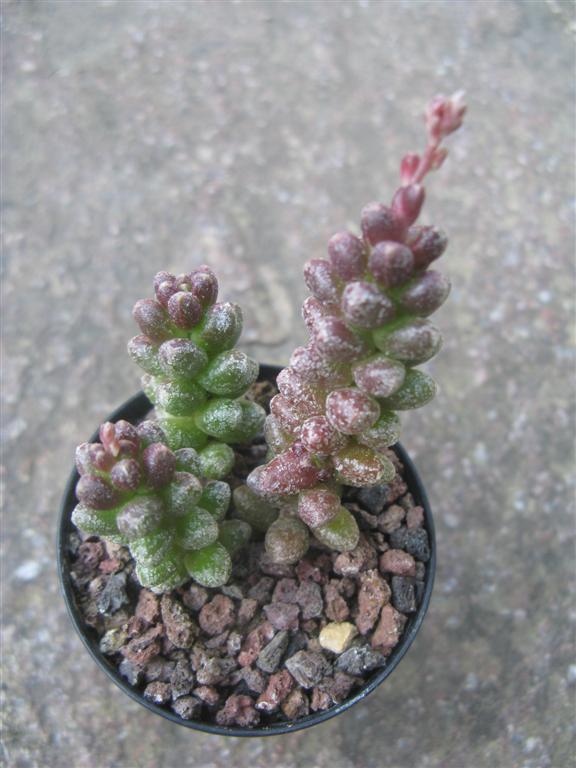 Sedum furfuraceum 