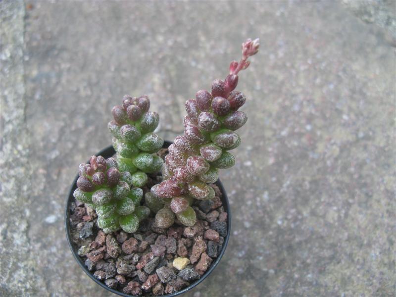 sedum furfuraceum