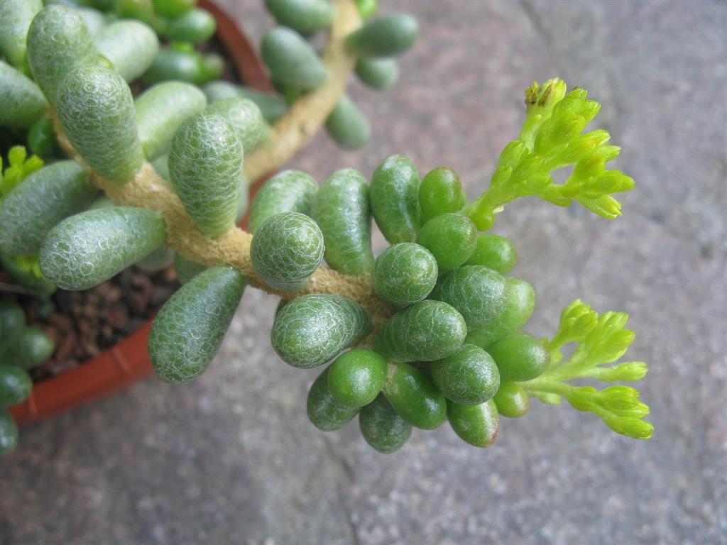 Sedum hernandezii 