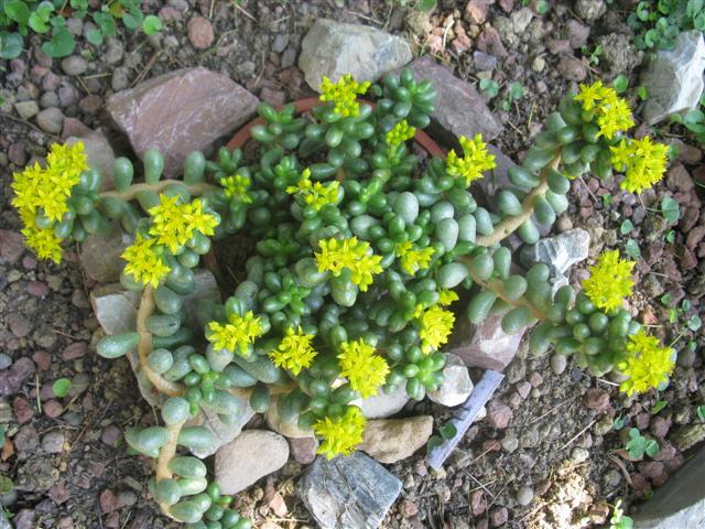 Sedum hernandezii 