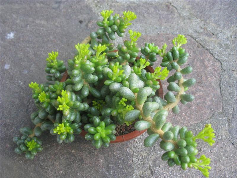 Sedum hernandezii 