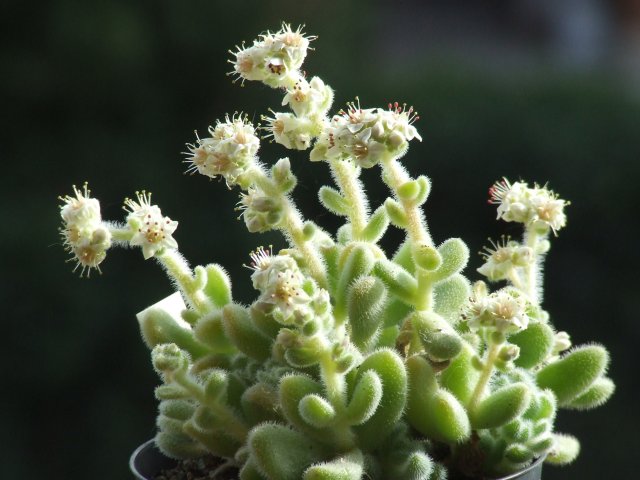 Sedum hintonii 