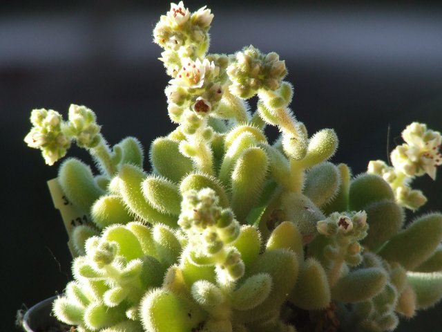 Sedum hintonii 