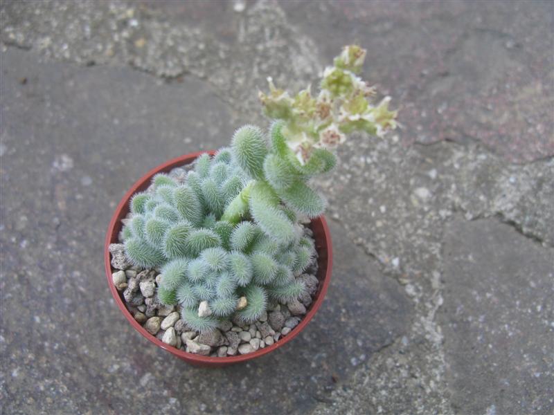 Sedum hintonii 