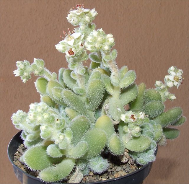 Sedum hintonii 