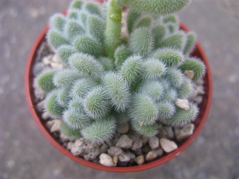 Sedum hintonii 