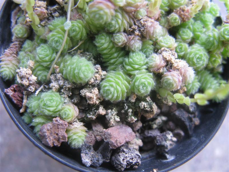 Sedum humifusum 