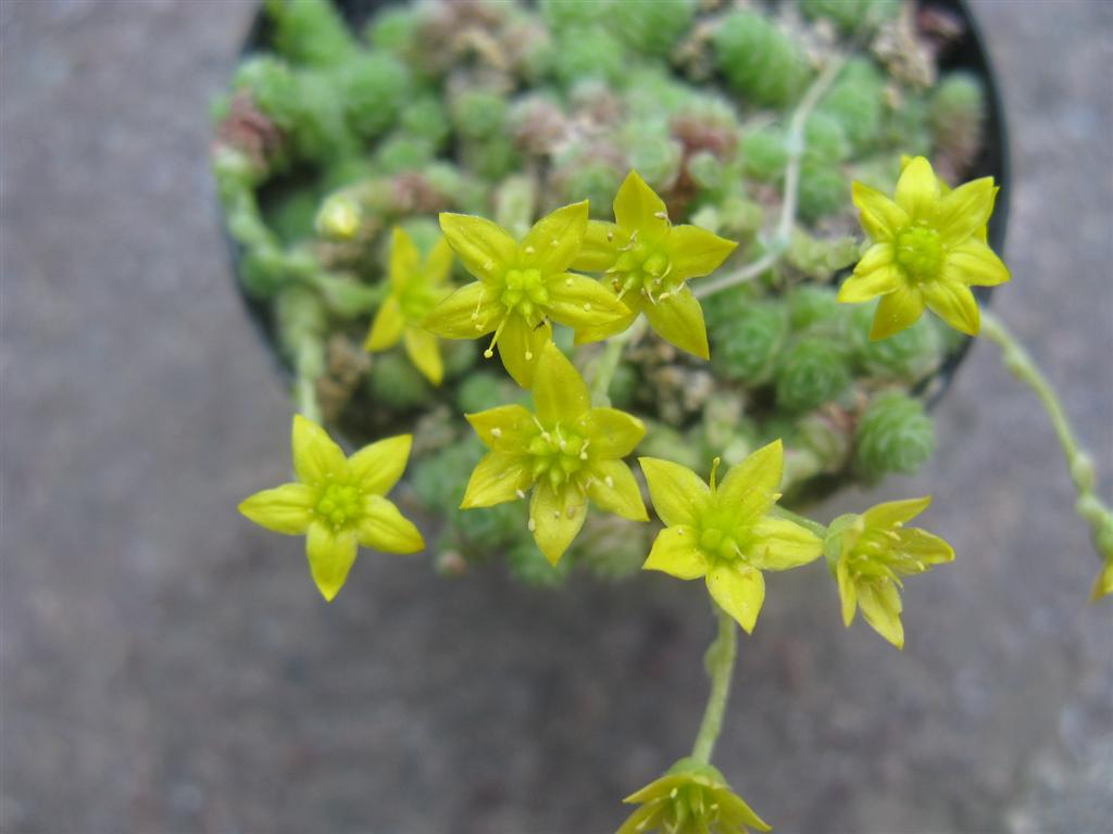 Sedum humifusum 