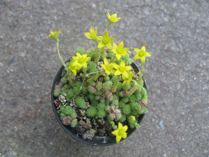 sedum humifusum