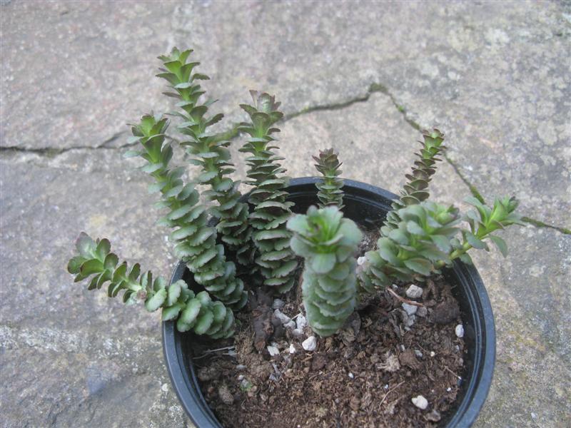 Sedum litorale 