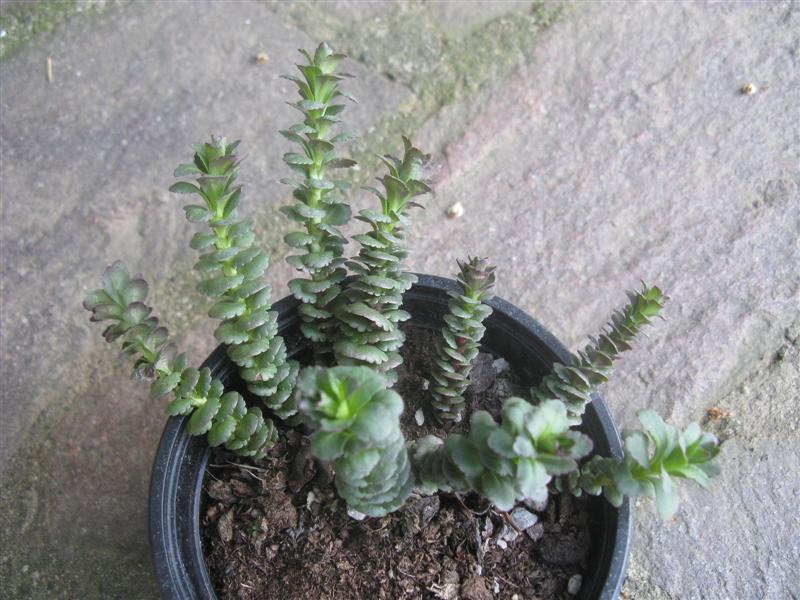 sedum litorale