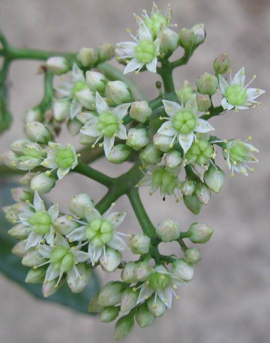 Sedum maximum 