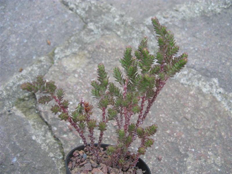 Sedum moranense 