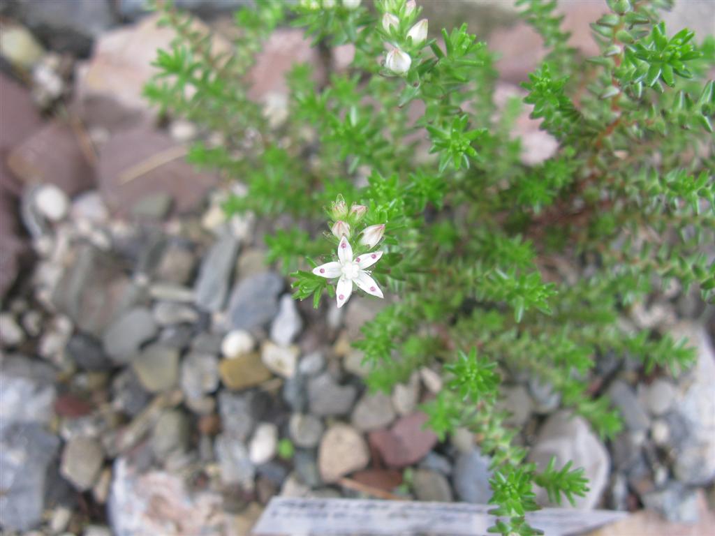 Sedum moranense 