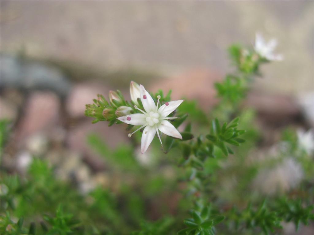 Sedum moranense 