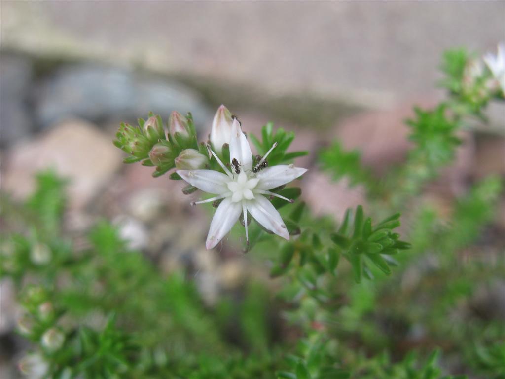 Sedum moranense 
