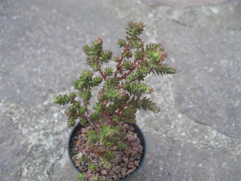 Sedum moranense 