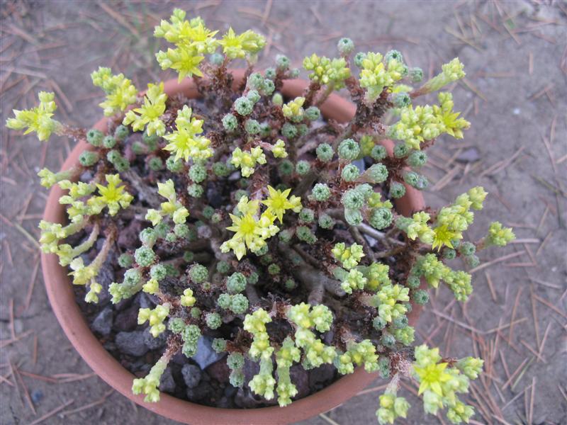 Sedum multiceps 