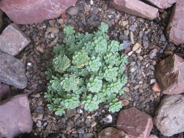 Sedum pachyclados 