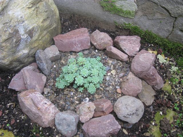 sedum pachyclados