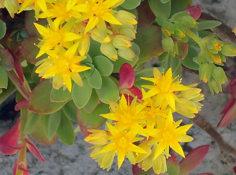 Sedum compressum 