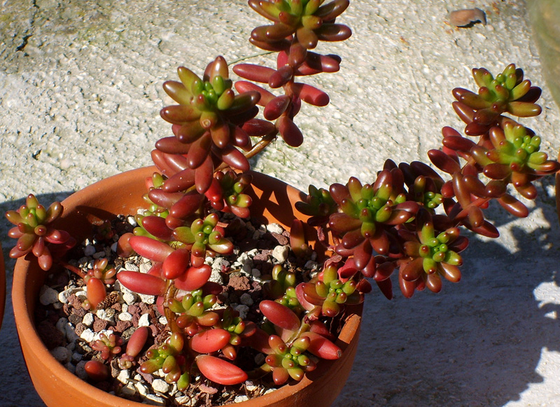 Sedum rubrotinctum 