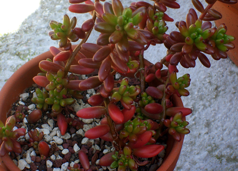 Sedum rubrotinctum 