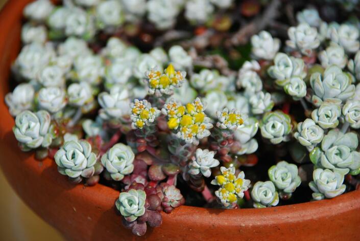 sedum spathulifolium v. purpureum