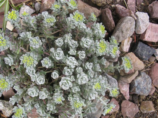 sedum spathulifolium