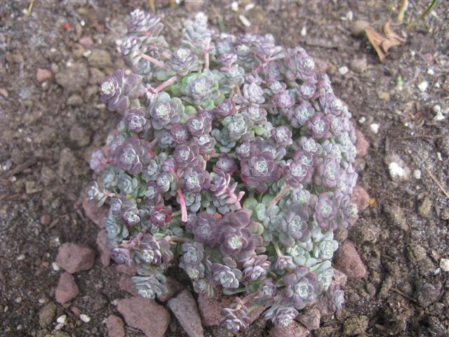 Sedum spathulifolium 