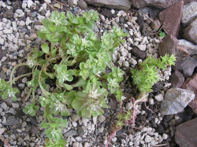 sedum stellatum