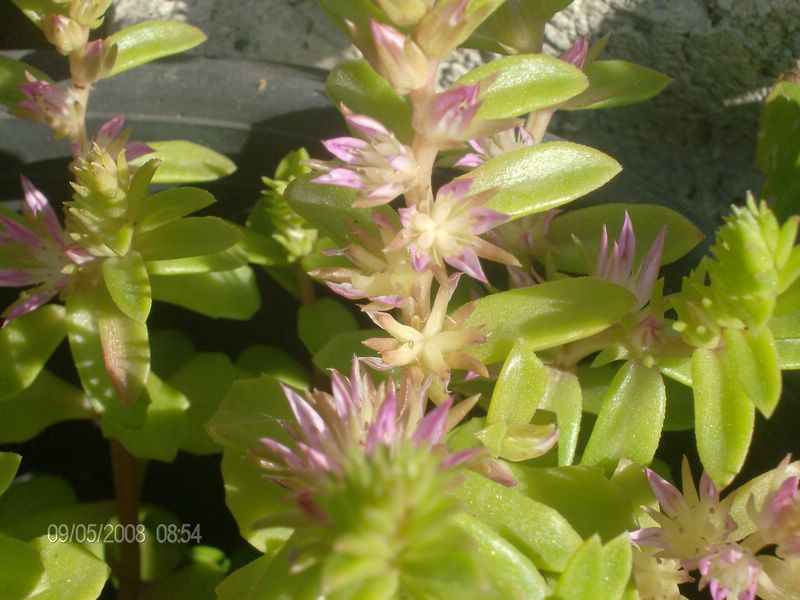 Sedum stellatum 