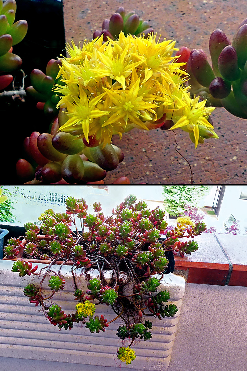 Sedum rubrotinctum 