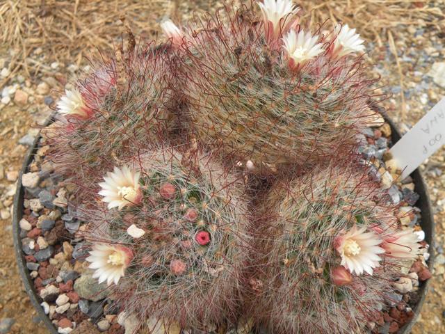 mammillaria crinita 'seideliana' 