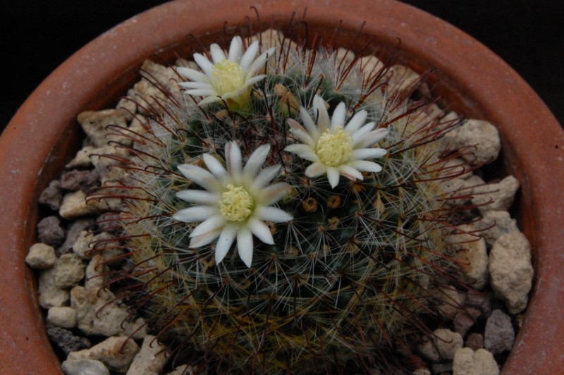 Mammillaria seideliana REP 1252