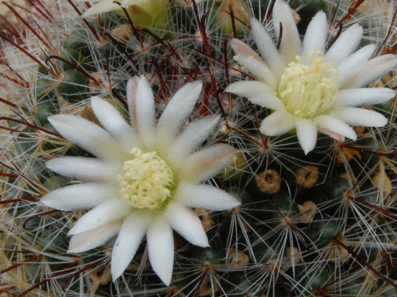 Mammillaria seideliana REP 1252