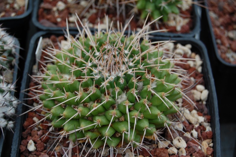 Mammillaria seitziana REP 2146