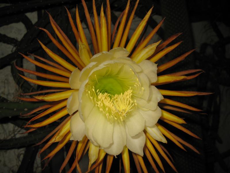 Selenicereus grandiflorus 