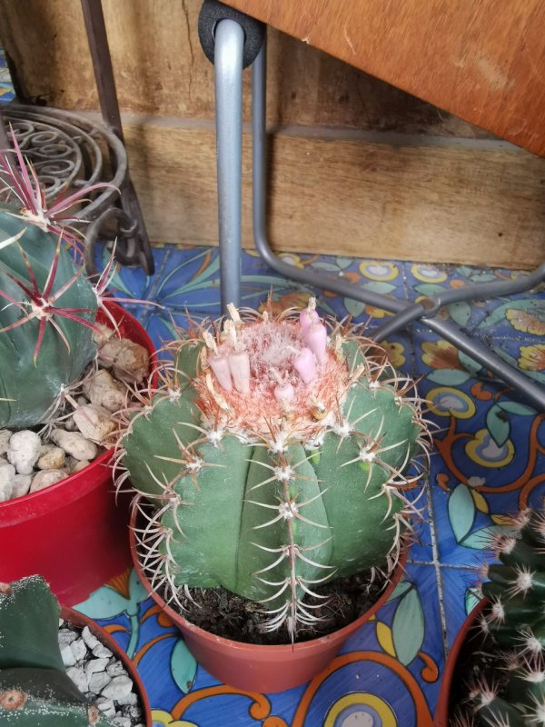 Melocactus  