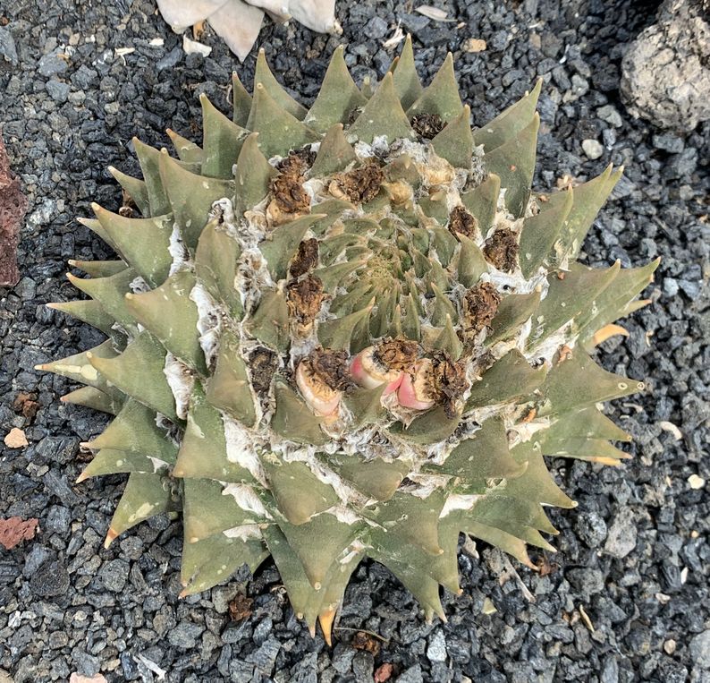 Ariocarpus trigonus 