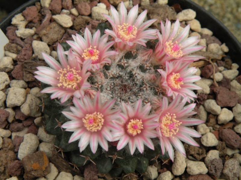 Mammillaria sempervivi 