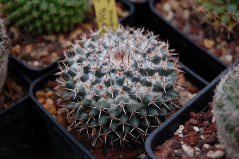 Mammillaria sempervivi REP 1976