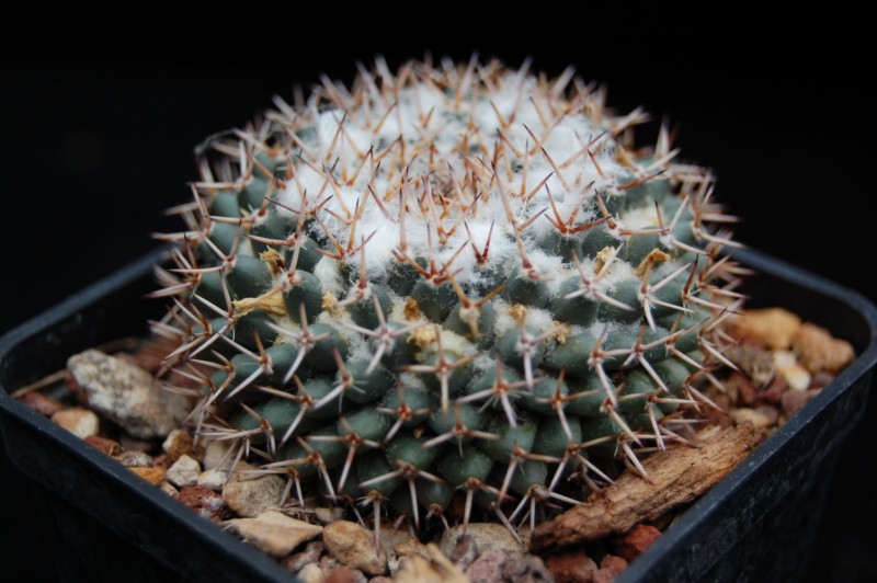 Mammillaria sempervivi REP 1976