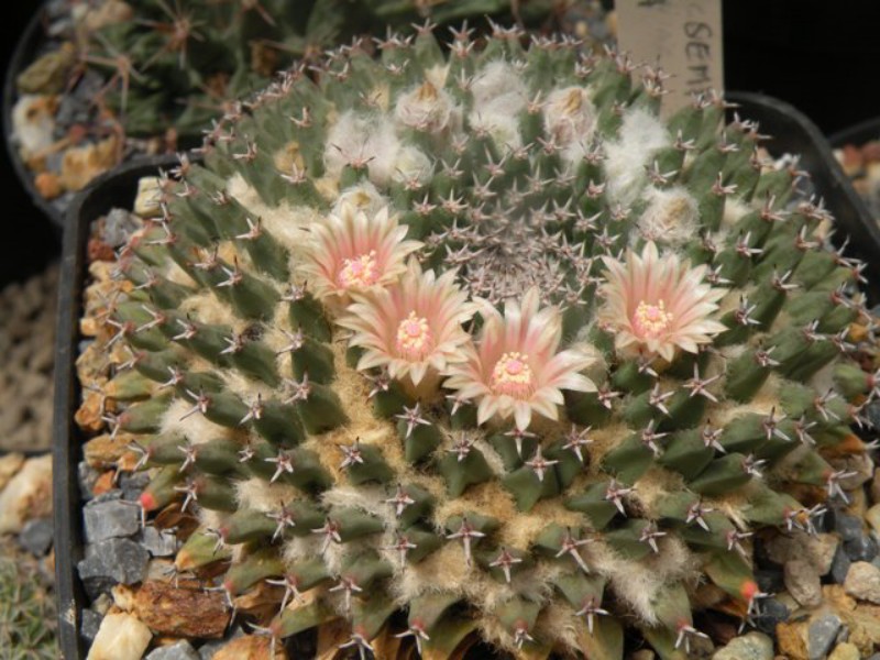 Mammillaria sempervivi ML 24