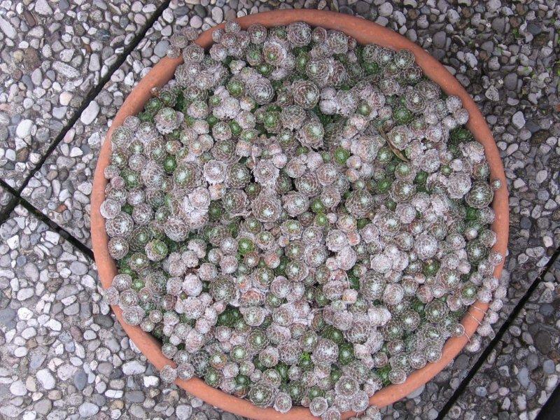 Sempervivum arachnoideum 