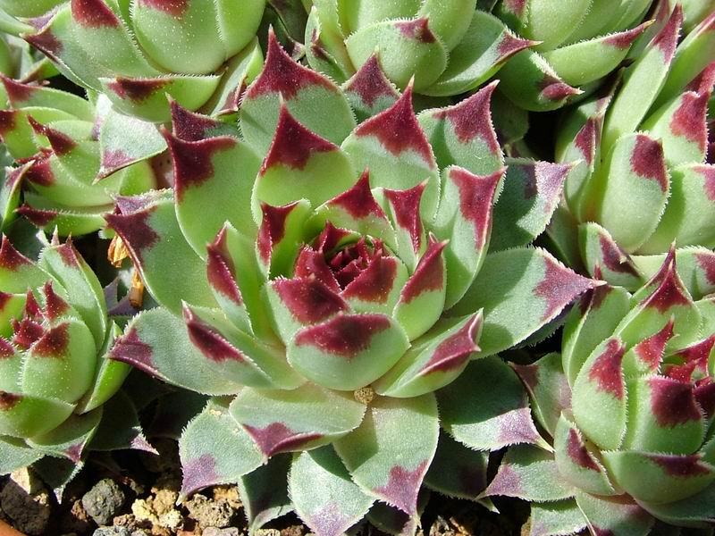 Sempervivum tectorum 