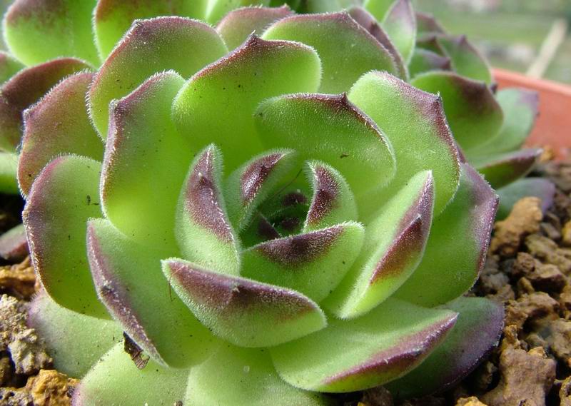 Sempervivum transcaucasicum 