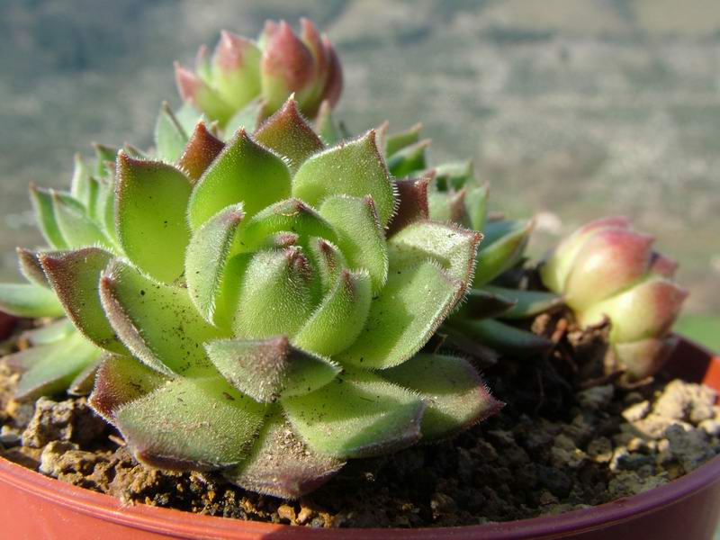 Sempervivum zelebori 